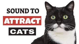 Sound That Attract Cats - Meowing Sounds To Make Cats Come To You