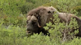 Norwegen - Zwischen Fjorden und Fjells Doku (2019)