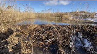 EASIEST BEAVER DAM REMOVAL EVER!