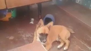 Растреляли собаку !!!!!😢😢😢😢😢😢🐶🐶🐶