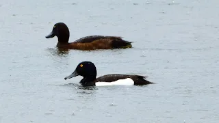 Kuifeend (Tufted duck)