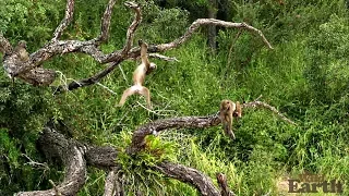 WildEarth - Sunrise Safari - 2 April 2020