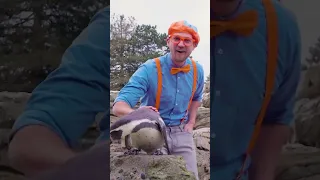 Sing a Song about Penguins with BLIPPI! #shorts