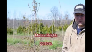 Trees Grown in Bucks County Pa   Okame Cherry trees