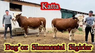 KATTA BUG’OZ SIMMENTAL SIGIRLAR SOTILADI ☎️91,107,93,93 Dastafka Hizmati bor