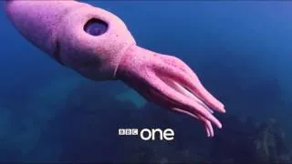 Dolphins  Spy in the Pod  Trailer   BBC One