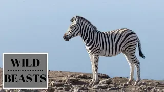 Zebra Migration Documentary 2019 [Nat Geo Wild HD 720p] New Wildlife