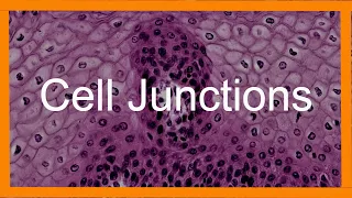 Epithelial Cell Junctions