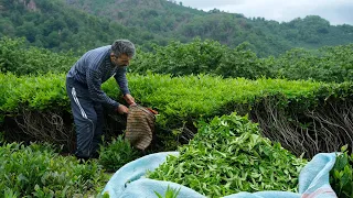 Tea harvest. Village works. Village bread baked in the stove