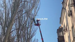 В Керчи на Кирова приступили к кронированию деревьев