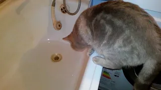 Взорвал интернет! Кот говорит на Х. Я полез в ванну. Смешно до слёз
