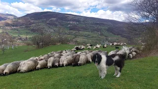 TORNJAK KOJI SE NE ODVAJA OD STADA