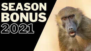 Baboon Hunt Gone Wild