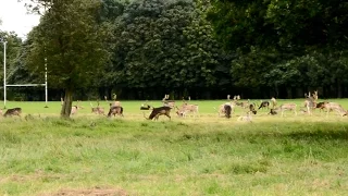 Huge herd of fallow deer in Phoenix Park (Dublin, Ireland)