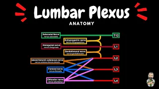 Lumbar plexus (Scheme + QUIZ) | Anatomy