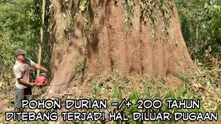 Ngerii ‼️ Tebang pohon durian -/+ 200 tahun, terjadi hal diluar dugaan