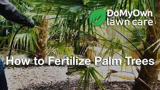 How to Fertilize Palm Trees | DoMyOwn.com