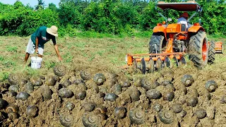 Season Snail Fishing - Catching Snail Tractor  After plowing There are snails a lot In the ground