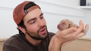 Meet My 1 Day Old Golden Retriever PUPPIES! + Puppy ASMR | Episode 8