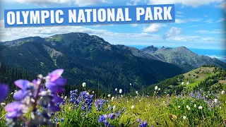 Olympic National Park in One Day! (Whole Olympic Peninsula Hoh Rainforest & Hurricane Ridge)