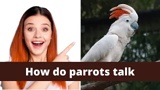 How do parrots talk || how do parrots talk like humans || how do parrots talk without lips