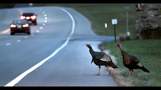 Will the Turkey Cross the Road?? | Wild Turkeys in Pennsylvania