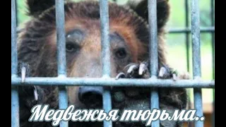 Медвежья тюрьма. Шокирующее  видео из Тайгана! #тайган #крым #animals