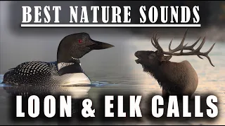The Best Sounds You Will Ever Hear in Nature - Loon Calls and Elk Bugling