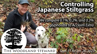 Controlling Japanese Stiltgrass: We Compare 0.1, 0.2, & 0.3% Glyphosate to Acclaim Extra - 10/20/23