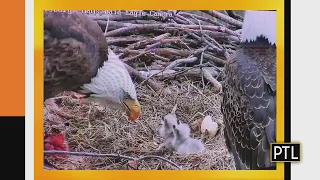 Eaglets hatch at the bald eagles' nest in Hays