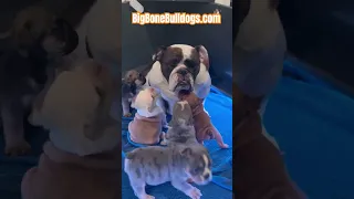 ￼most amazing mini English bulldogs you'll see all day! #shortsdog #englishbulldog #dogs