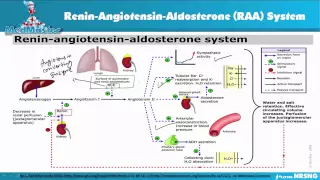 RAA system (Renin Angiotensin Aldosterone System) Nursing Pharmacology