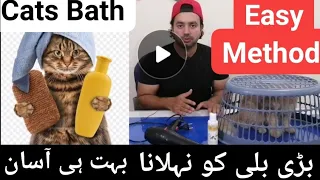 Best and Easy way to bath a persian cat / Handle aggressive and big cats during bath/Urdu /Hindi