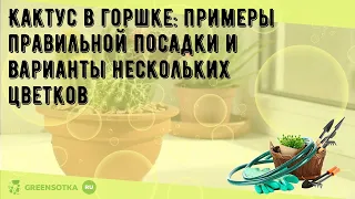 Кактус в горшке: примеры правильной посадки и варианты нескольких цветков