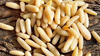 Pine Nuts: Nature's Perfect Snack for a Healthy Lifestyle || Benefits of Pine Nuts || Pine Nuts