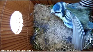 Cozy and warm in the Blue Tit nest!