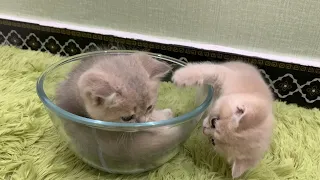 😂The kittens all want to sleep in the bowl. The kittens are so cute. Cute animal video #kittens