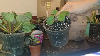 Repotting my African Violets