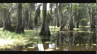 The Mysterious Caddo Lake