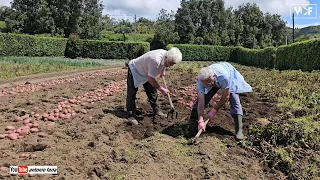 Fui apanhar batatas para o Fernando Silva na Ilha do Faial