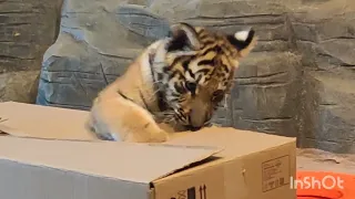 Тигрята в зоопарке Лимпопо🐅🐅 • Нижний Новгород • Январь 2023 •Реакция на коробочку