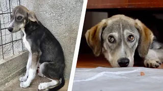 Scared rescue dog from shelter to home