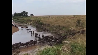 Masai Mara River Crossing | Great Migration | Wildebeest Across Crocodile infested river