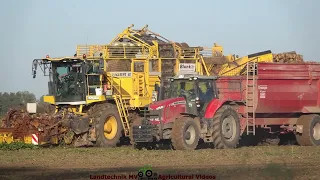 Holmer - Ropa - Fendt - Hawe -++ / Rübenernte - Harvesting Beets  TB