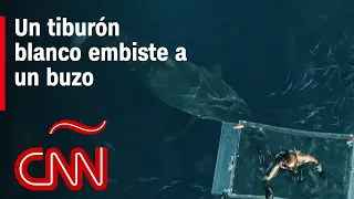 El impresionante video del contacto de un buzo con un tiburón blanco