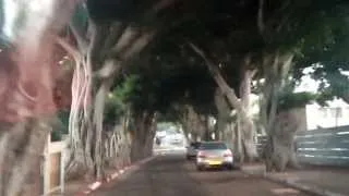 Tree tunnel- herzliya, Israel