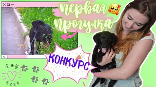 КОНКУРС! ПЕРВАЯ ПРОГУЛКА С ЩЕНКОМ! КАК ВЫГУЛИВАТЬ ЩЕНКА, КАК ВПЕРВЫЕ ВЫЙТИ НА УЛИЦУ ЧТО НУЖНО ЗНАТЬ