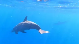 swimming with dolphins