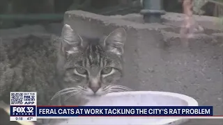 Chicago's newest defense against rats: Cats