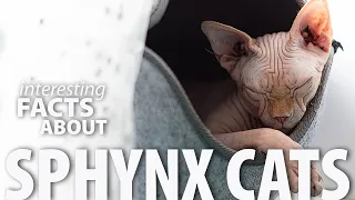 Interesting Facts about the Sphynx cat